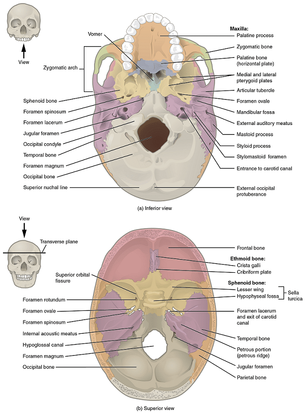 How osteopathy can help with braces?