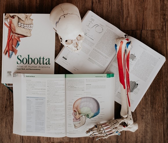 An open Sobotta anatomy atlas with a model skull and skeleton foot