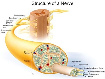 Structure of a nerve