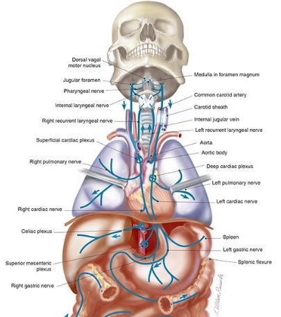 Figure of Vagus nerve