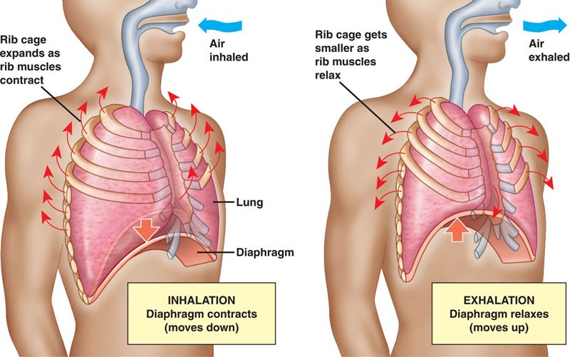 Figure of inhalation and exhalation