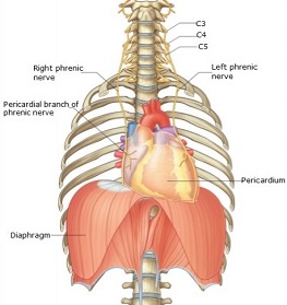 Figure of the phrenic nerve