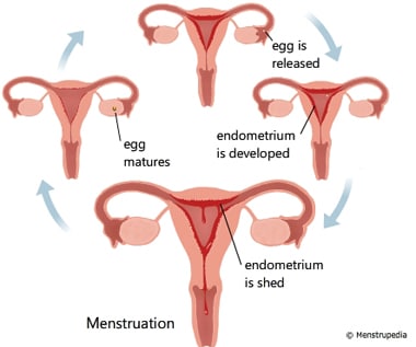 physiology menstruation cycle